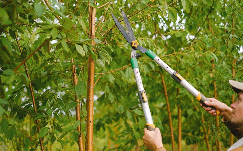 Tree trimming in Suring, WI