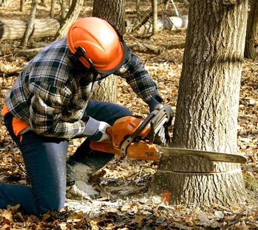 Tree Removal in Suring, WI